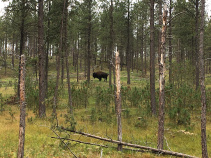 Buffalo South Dakota Bike Tour