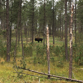 Buffalo South Dakota Bike Tour