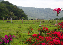 Fields and plant life Costa Rica Bike Tour