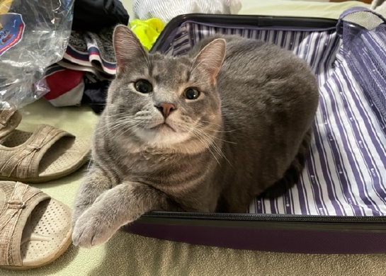 Grayson the cat trying to pack himself for a bike tour