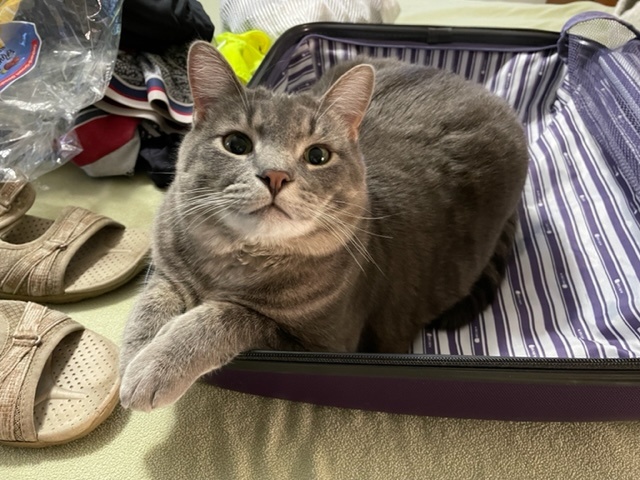 Grayson the cat trying to pack himself for a bike tour