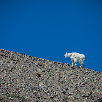 Glacier National Park mountain goat