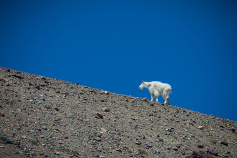 Glacier National Park mountain goat