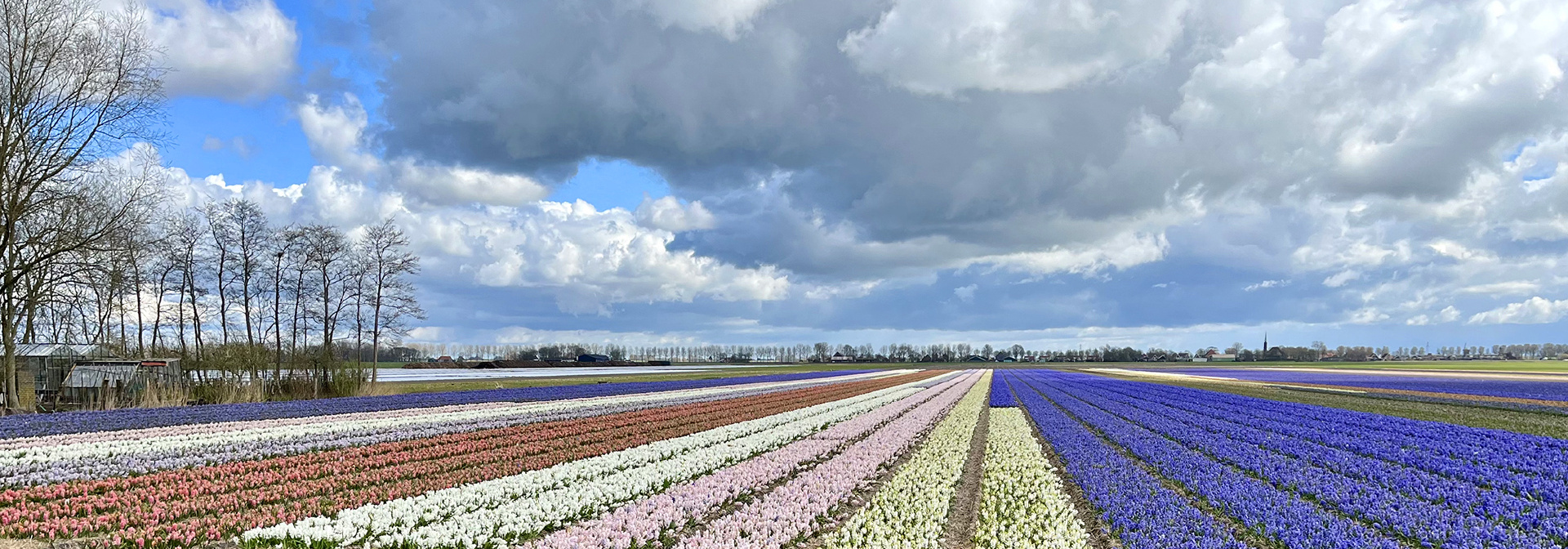 Netherlands Sail & Cycle Tulip Bike Tour