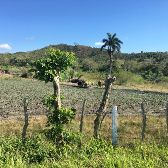 farmer with oxen pulled cart in field on Cuban bike tour