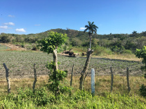 farmer with oxen pulled cart in field on Cuban bike tour