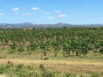 palm tree farm on Cuba bike tour