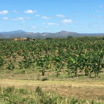 palm tree farm on Cuba bike tour