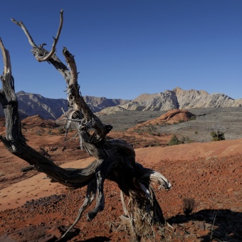 dead tree near St George, Utah