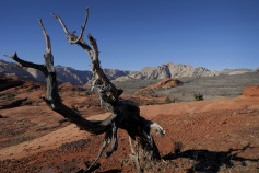 dead tree near St George, Utah