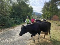 Cows Along Path Balkans Bike Tour