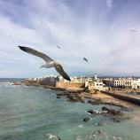 Seagull and shore view Morocco Bike Tour