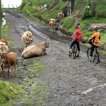 Cows along bike path Costa Rica Bike Tour