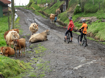 Cows along bike path Costa Rica Bike Tour