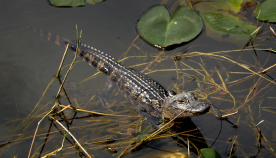 Baby alligator Florida Everglades and the Keys Bike Tour