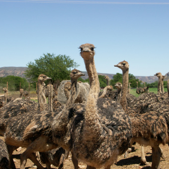 Ostriches South Africa Bike Tour