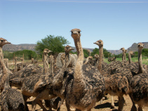 Ostriches South Africa Bike Tour