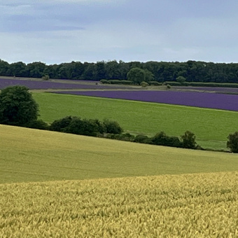 Cotswolds lavender field