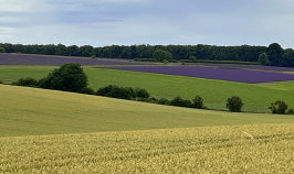 Cotswolds lavender field
