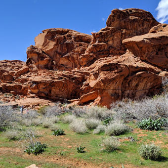 Mojave Desert Tour F