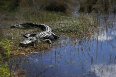 Alligator seen during Florida Everglades and the Keys Bike Tour