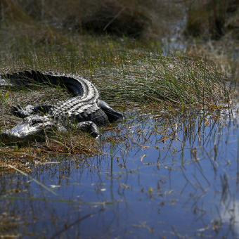Alligator seen during Florida Everglades and the Keys Bike Tour