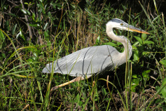 Bird seen during Florida Everglades and the Keys Bike Tour