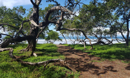 Forest and beach view Costa Rica Bike Tour