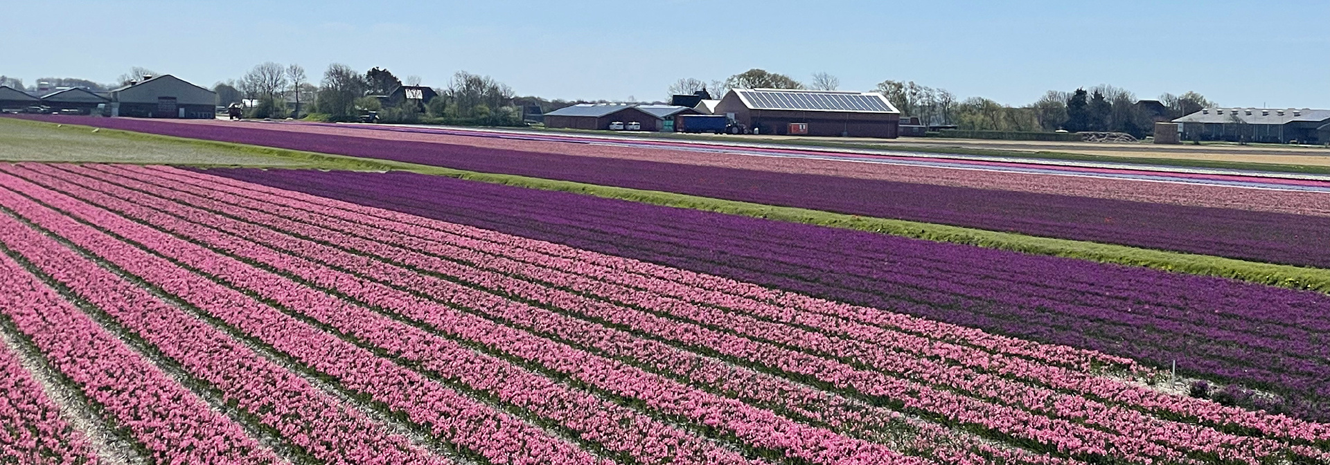 Netherlands Sail & Cycle Tulip Bike Tour