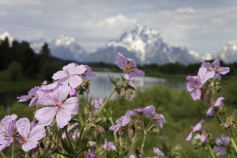 Pink Flowers seen during Idaho Teton Valley Bike Tour