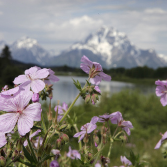 Pink Flowers seen during Idaho Teton Valley Bike Tour