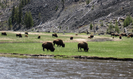 Buffalos Yellowstone and Grand Teton National Parks Bike Tour