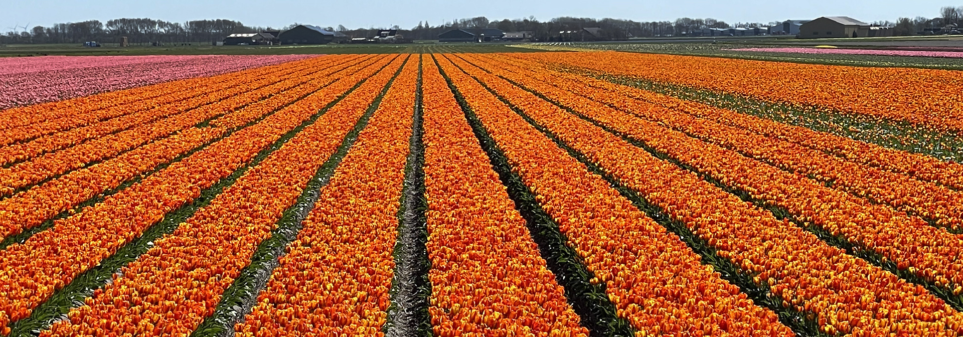 Netherlands Sail & Cycle Tulip Bike Tour