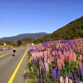 Cyclist in Chile Bike Tour rides alongside wildflowers.