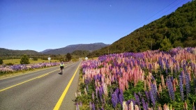 Cyclist in Chile Bike Tour rides alongside wildflowers.