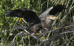 Bird seen during Florida Everglades and the Keys Bike Tour