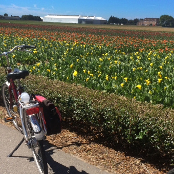 Flower fields seen during Holland Bike and Barge Bike Tour