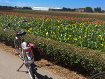 Flower fields seen during Holland Bike and Barge Bike Tour