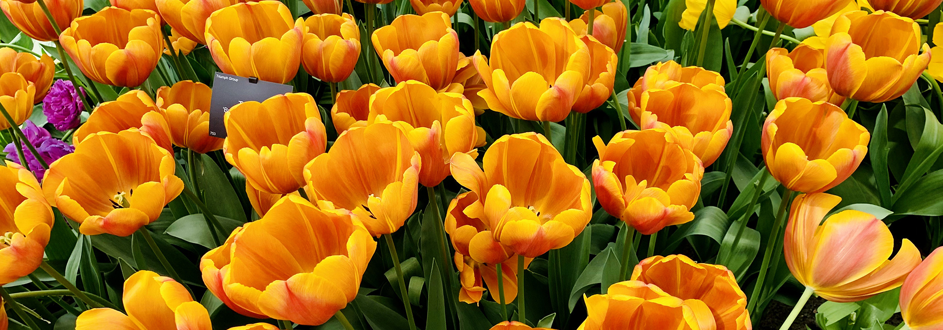 Netherlands Sail & Cycle Tulip Bike Tour