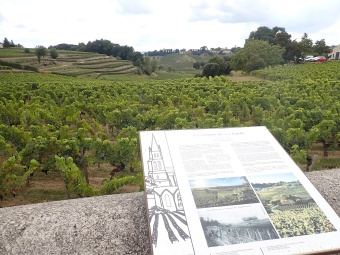 France Dordogne Vineyards