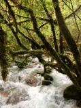 Raging river in Chile's Lake District from the Chile Bike Tour