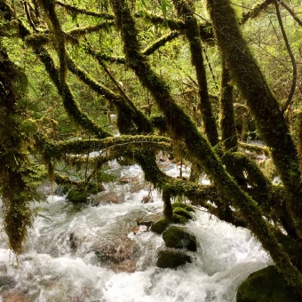 Raging river in Chile's Lake District from the Chile Bike Tour