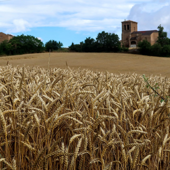 wheat field Spain Camino de Santiago bike tour