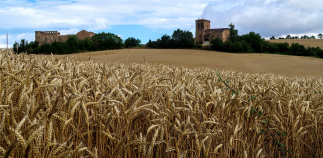 wheat field Spain Camino de Santiago bike tour