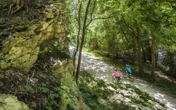 Forest Path view Katy Trail Bike Tour