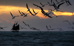 evening view of the ocean with birds and a sailboat Florida Everglades and the Keys Bike Tour