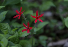 Plant Life Blue Ridge Bike Tour