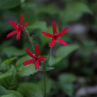 Plant Life Blue Ridge Bike Tour