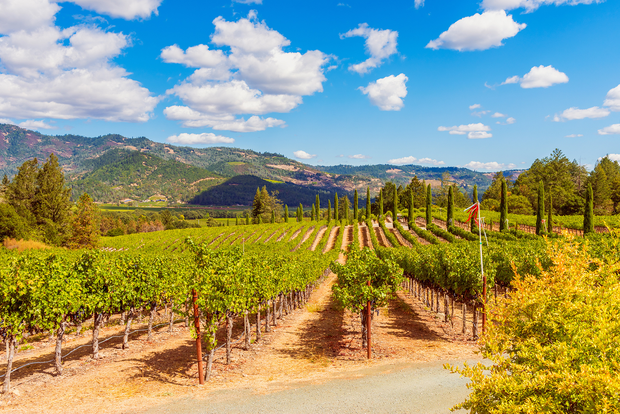 vineyards while on a bike tour in Napa Valley