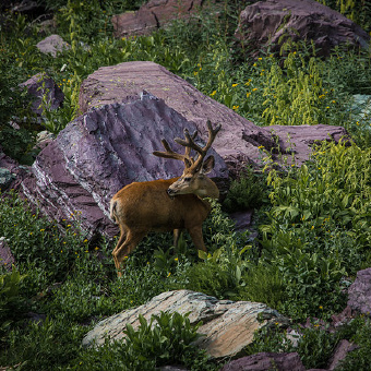 Glacier National Park